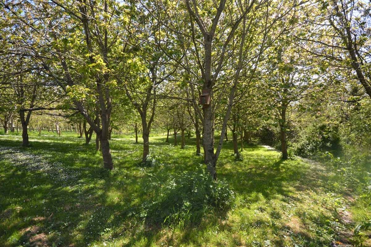 Hendy Tyddyn Mon Grounds